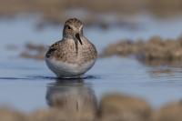 Calidris temminckii 