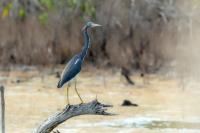 Egretta tricolor