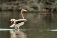 Phoenicopterus ruber