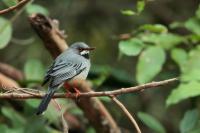 Turdus plumbeus