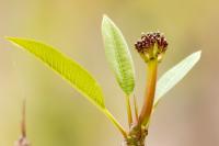 Mexico - flora