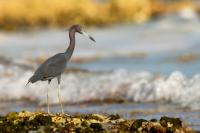 Egretta caerulea 