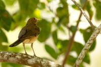 Turdus grayi