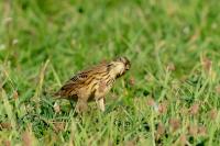 Anthus pratensis