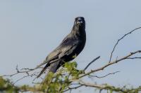 Corvus palmarum