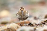 Calidris alpina