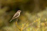 Muscicapa striata