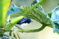 Setophaga caerulescens