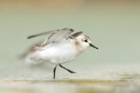 Calidris alba