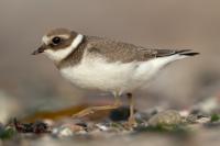 Charadrius hiaticula