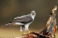 Accipiter gentilis