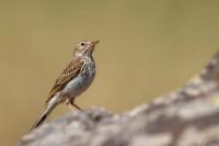 Anthus berthelotii