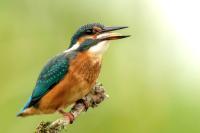 Alcedo atthis