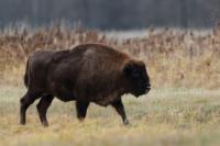 European bison