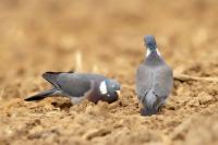 Columba palumbus