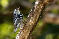 Dominican Republic-FAUNA