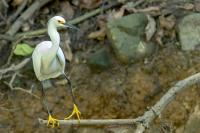 Egretta thula