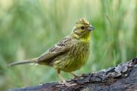 Emberiza citrinella