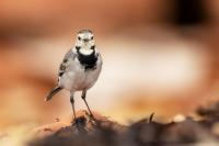 Motacilla alba