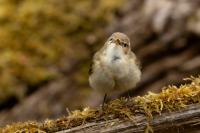 Phylloscopus collybita