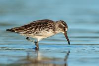 Calidris falcinellus