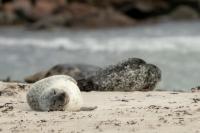 Harbor seal