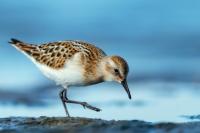 Calidris minuta