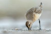 Calidris ferruginea