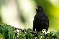 Turdus merula