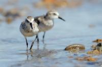 Calidris pusilla      