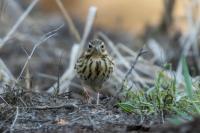 Anthus trivialis