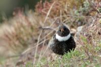 Turdus torquatus