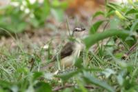 Prinia inornata