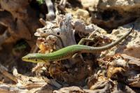 Malta fauna 