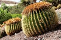 Fuerteventura  