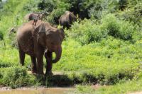 Sri Lankan elephant