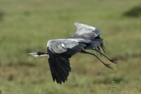 Ardea melanocephala