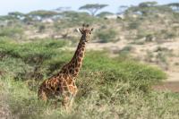 Masai giraffe