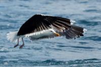 Larus marinus