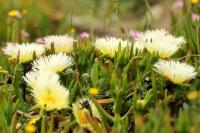 Sardinia - FLORA