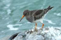 Calidris maritima