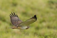 Buteo augur