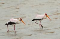 Mycteria ibis