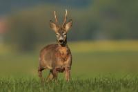 Roe deer