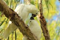 Cacatua galerita