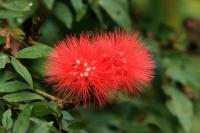 Costa Rica flowers