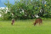 Chital