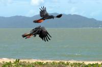 Calyptorhynchus banksii