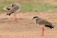 Vanellus coronatus