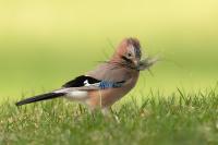 Garrulus glandarius